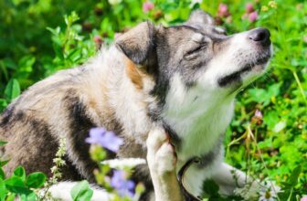 Pet Allergy Symptoms: How to Spot the Signs and Help Your Dog or Cat Feel Better Fast