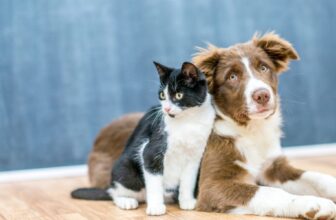 How to Choose the Best Pet Insurance for Your Furry Friend