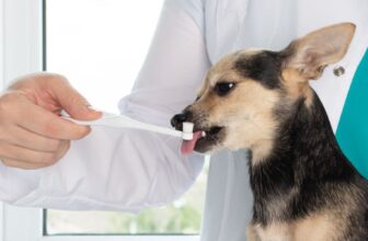 Pet Dental Care 101: Easy Ways to Keep Your Dog or Cat’s Mouth Healthy