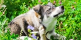 Pet Allergy Symptoms: How to Spot the Signs and Help Your Dog or Cat Feel Better Fast