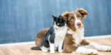 How to Choose the Best Pet Insurance for Your Furry Friend