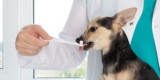 Pet Dental Care 101: Easy Ways to Keep Your Dog or Cat’s Mouth Healthy